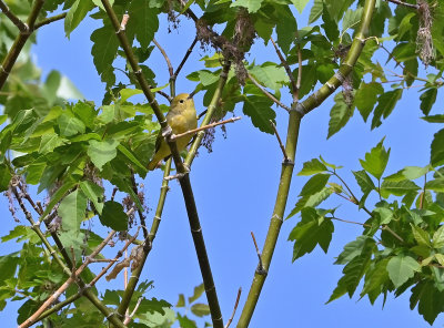 Virginia's Warbler