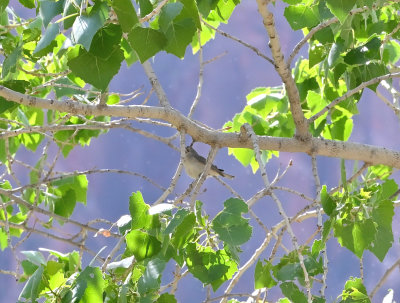 Gray Vireo