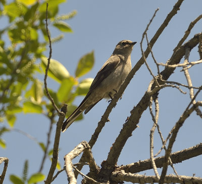 Townsend's Solitaire Thrush