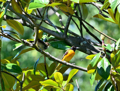 Papa Baltimore Oriole with fledgling