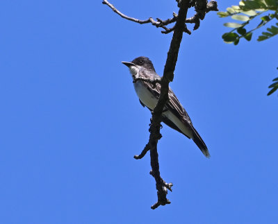 Eastern Kingbird