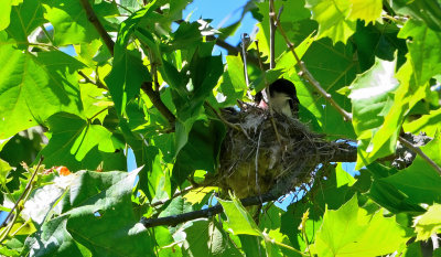 Eastern Kingbird with Nestlings