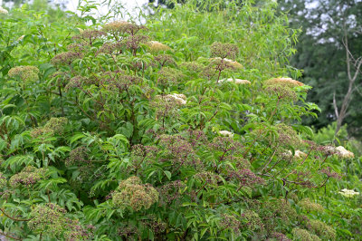 American Elderberry