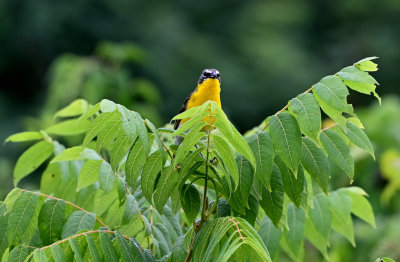 Yellow-breasted Chat