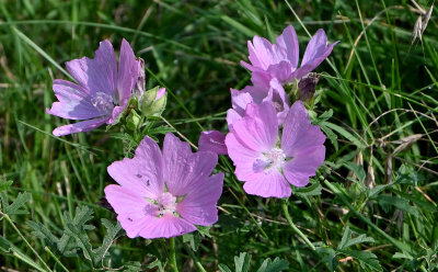 Musk Mallow (with ants)