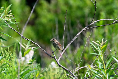 Henslow's Sparrow