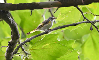 American Redstart (Immature)