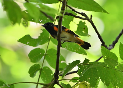 American Redstart (Male)