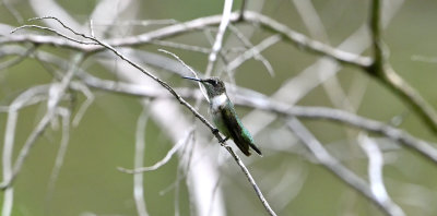 Ruby-throated Hummingbird (Young Male)