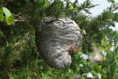 Bald-faced Hornets