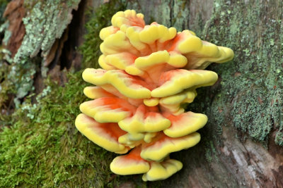 'Chicken of the Woods'
