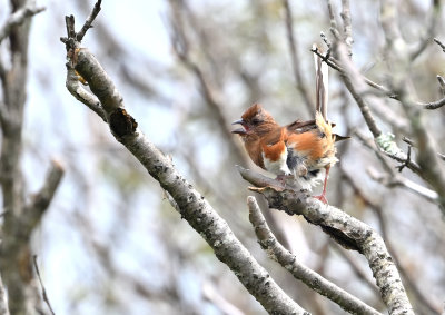 Eastern Towhee (Female)