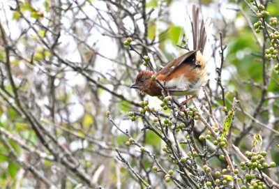 Eastern Towhee (Female)