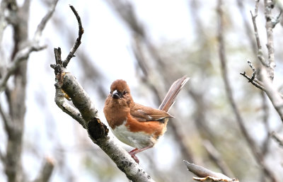 Eastern Towhee (Female)