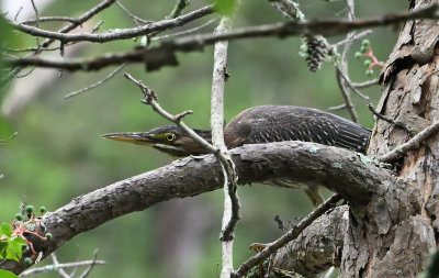 Green Heron