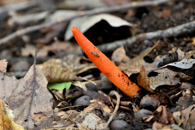 Elegant Stinkhorn Mushroom