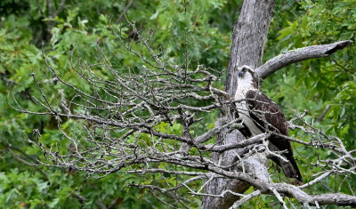 Osprey