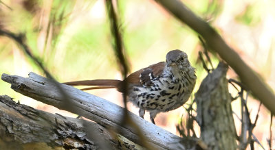 Brown Thrasher (Immature)