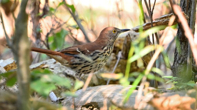 Brown Thrasher