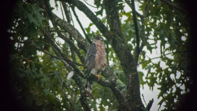 Cooper's Hawk