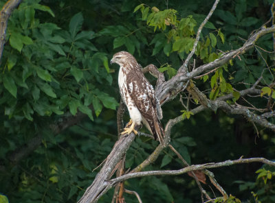 Red-tailed Hawk (Immature)