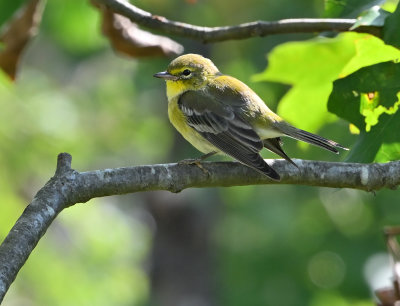 Pine Warbler