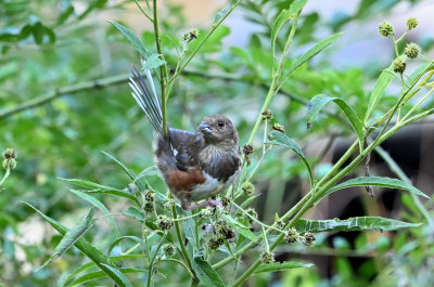 Eastern Towhee (Immature)