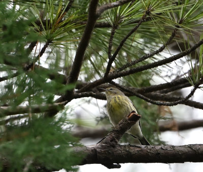 Cape May Warbler