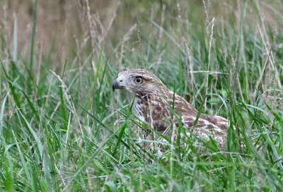 Red-tailed Hawk (Immature)