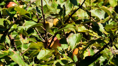 American Redstart