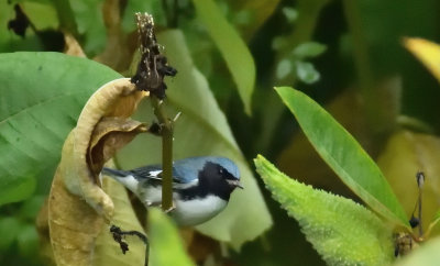 Black-throated Blue (Male)