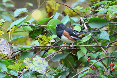 Eastern Towhee (Male)