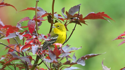 Pine Warbler