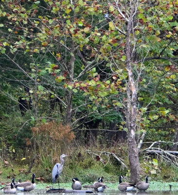 Canada Geese, GBH, & Belted Kingfisher