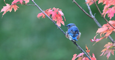 Eastern Bluebird (Male)