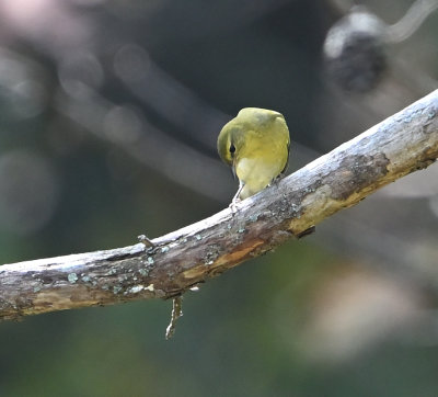 Tennessee Warbler