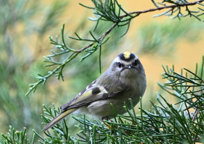 Golden-crowned Kinglet