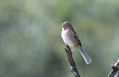 Field Sparrow