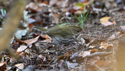 Ovenbird