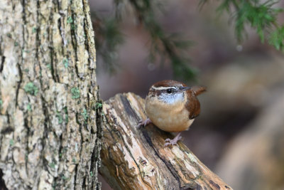 Carolina Wren