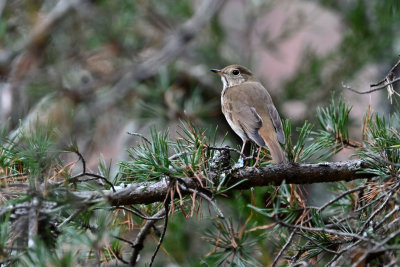 Hermit Thrush