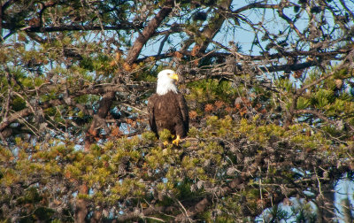 Bald Eagle