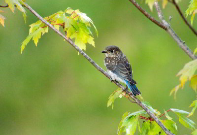 Eastern Bluebird (Immature)