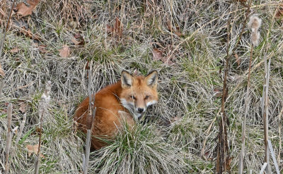 Red Fox