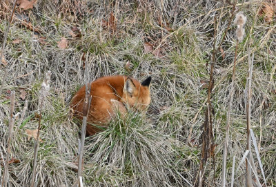 Red Fox