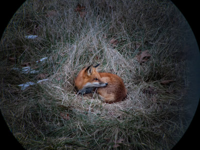 Red Fox