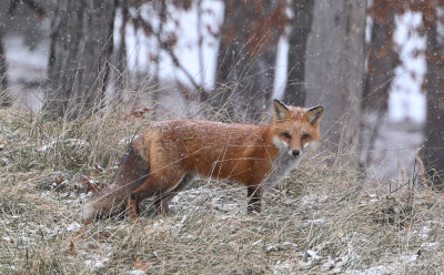 Red Fox