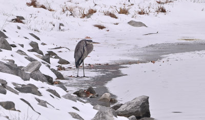 Great Blue Heron