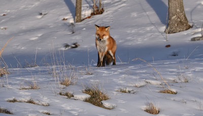 Red Fox