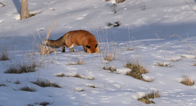 Red Fox